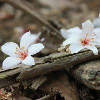 有「五月雪」之稱的油桐花，為客家文化最美麗的象徵。